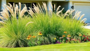 Front Yard Landscaping with Ornamental Grasses: Transform Your Curb Appeal Today